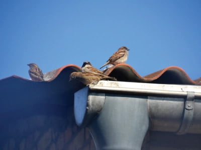 How to Stop Birds Nesting in Gutters